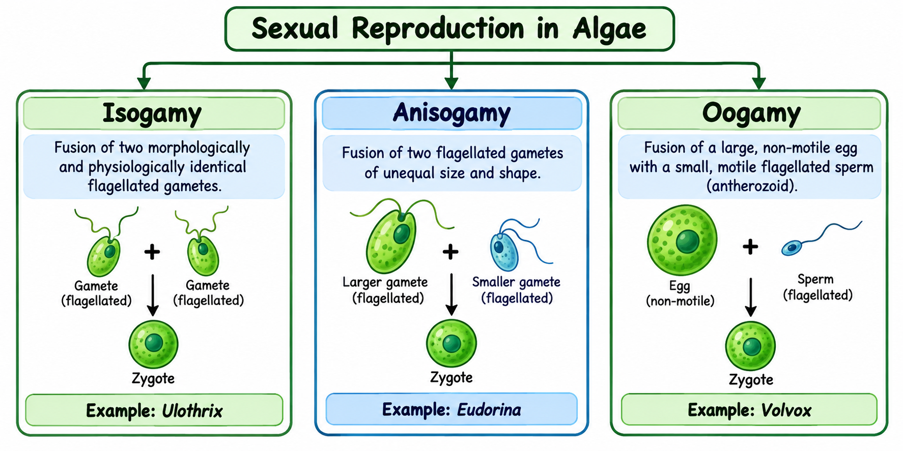 Types of Sexual Reproduction in Algae